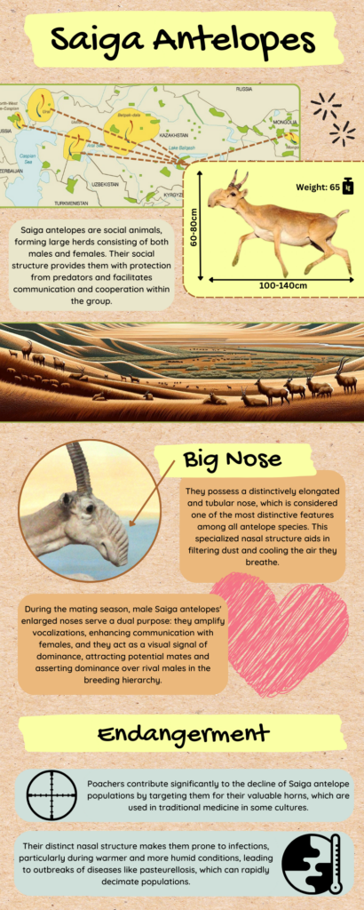 Infographic about the Saiga Antelope